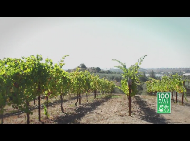 Thumbnail image for 100 Mile Meals - San Benito Olive Festival