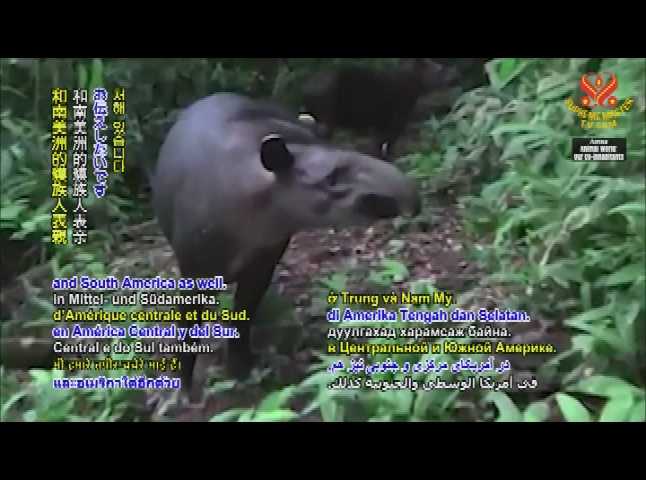 Thumbnail image for Animal World - The Reclusive Malayan Tapir