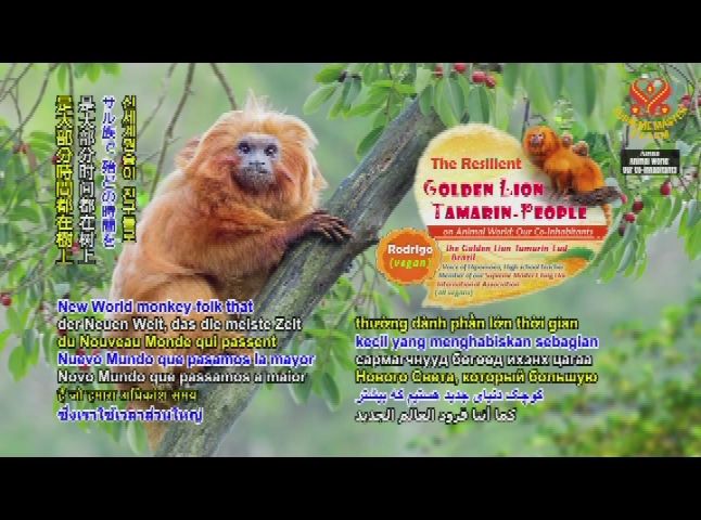 Thumbnail image for Animal World - The Resilient Golden Lion Tamarin