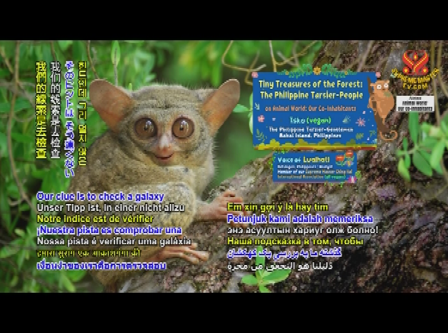 Thumbnail image for Animal World - Tiny Treasures of the Forest - The Philippine Tarsier