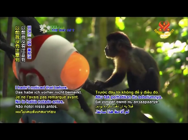 Thumbnail image for Animal World - Meet Monkeys in the Wild
