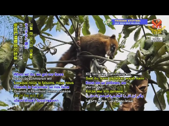 Thumbnail image for Animal World - Coati-People The Endearing Tree Dwellers