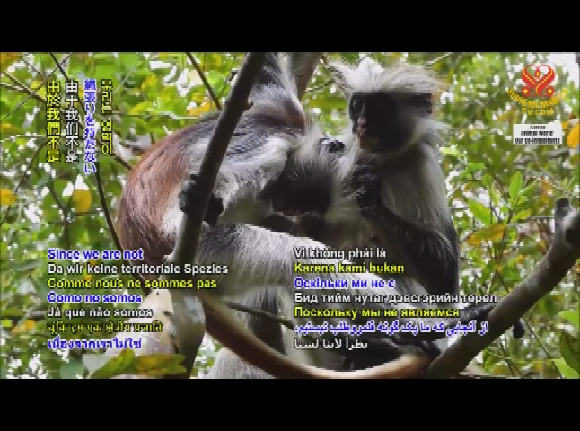 Thumbnail image for Animal World - Zanzibar Red Colobus