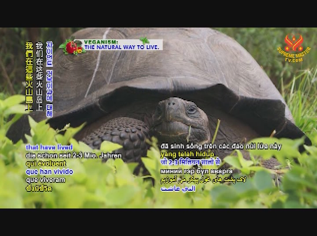 Thumbnail image for Animal World - Giant Tortoises