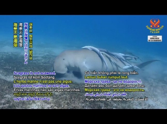 Thumbnail image for Animal World - The Dugongs - Graceful Beings of the Sea