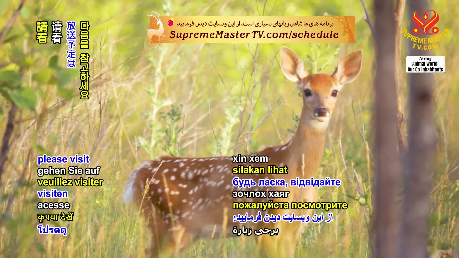 Thumbnail image for Animal World - The Deer Kingdom