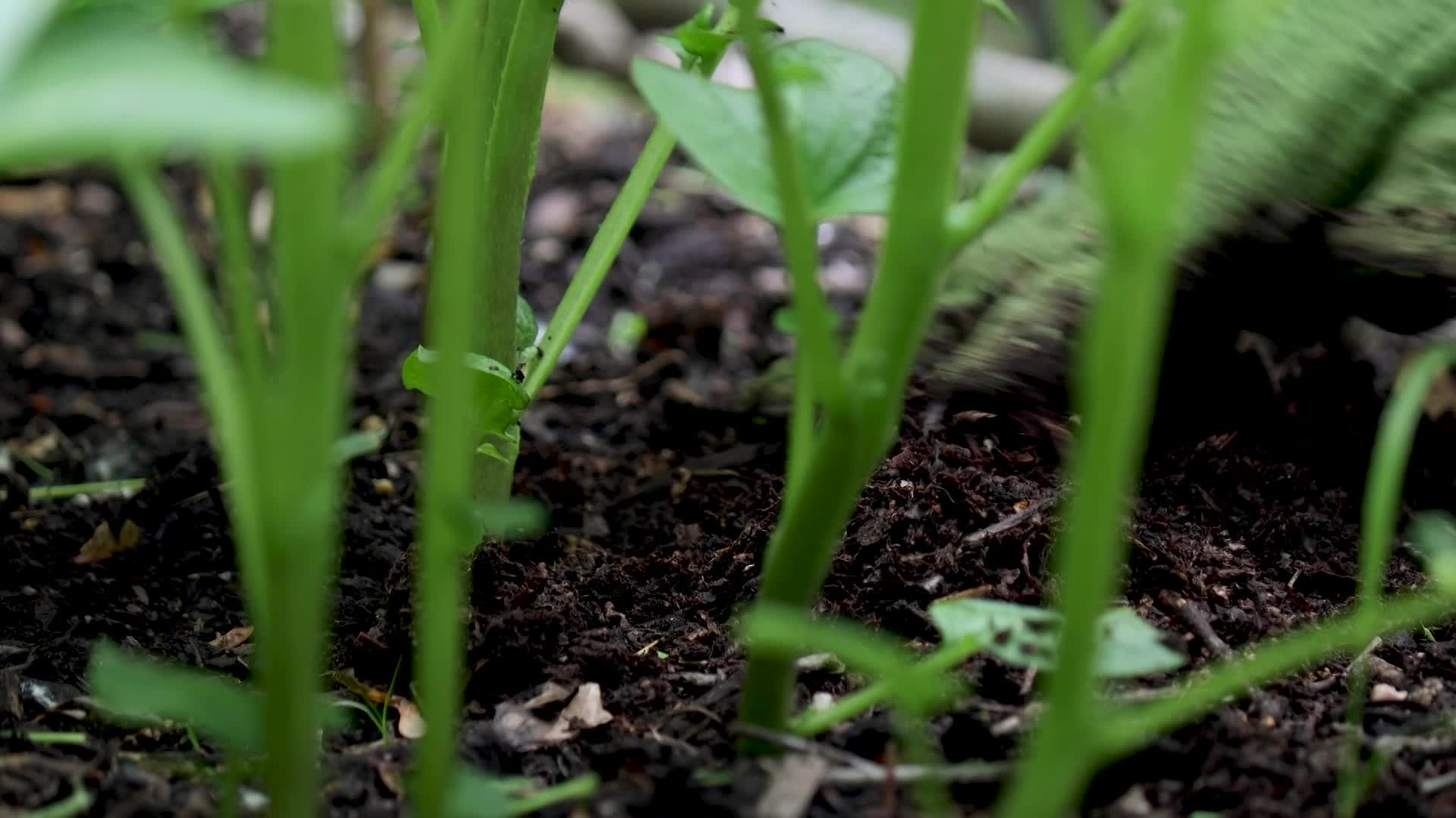 Thumbnail image for Our Gardens - June