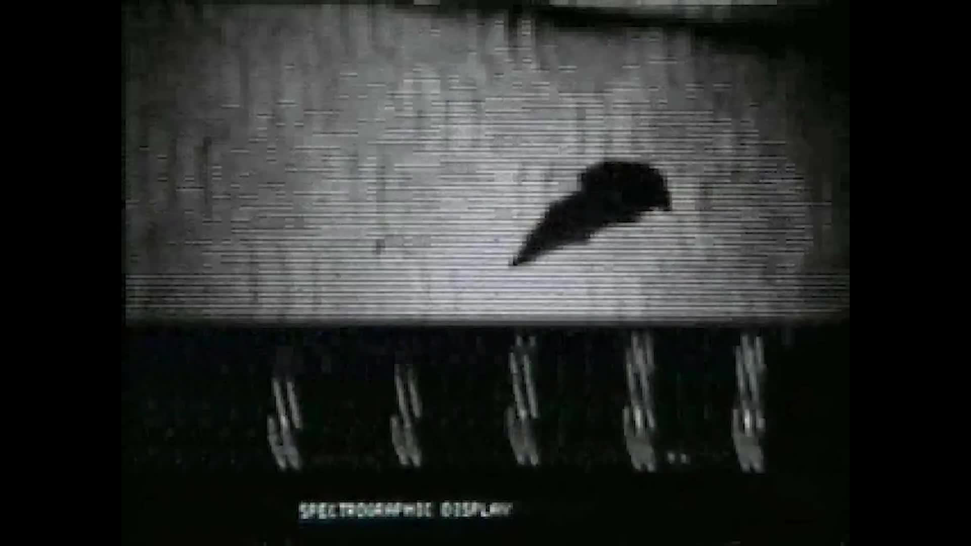 Thumbnail image for Batlab Studies How Animals See with Sound