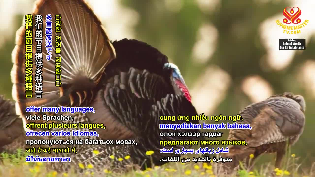 Thumbnail image for Animal World - Turkey-folk - Birds of Wild Beauty and Intelligence