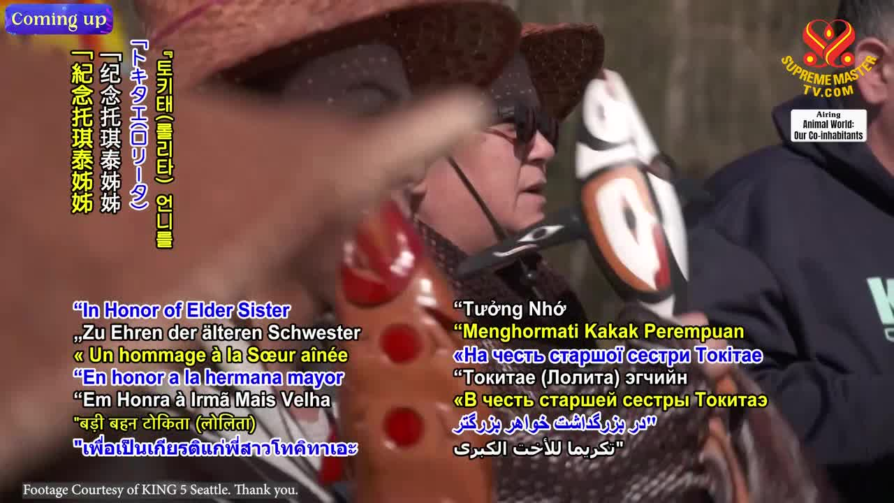 Thumbnail image for Animal World - In Honor of Elder Sister Tokitae Part 2